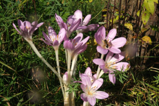 Colchicum byzantinum= C. autumnale major, Droogbloeier, Herfsttijloos bestellen